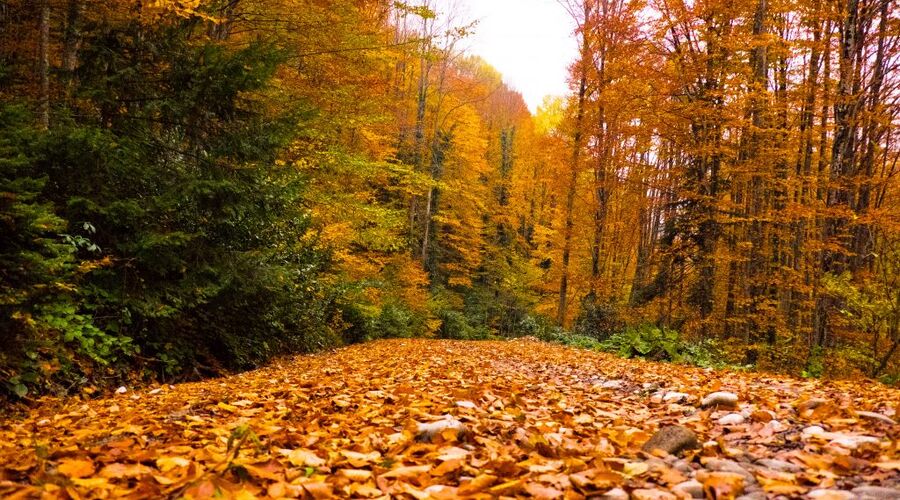 Yenice`den Tren ile Karabük ve Batı Karadeniz`in Keşfedilmemiş Güzellikleri