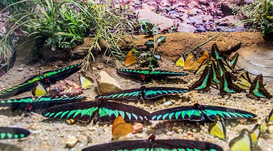 Konya Turu (Lale Bahçeleri)